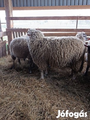Eladó kos birka
