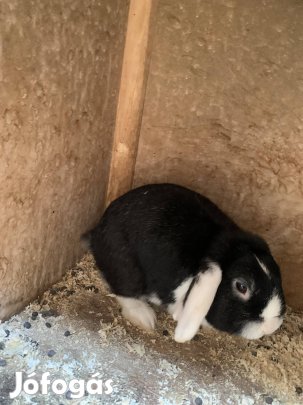 Eladó kosorrú lógófülű törpenyúl