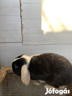 Eladó kosorrú lógófülű törpenyulak 