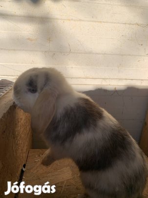 Eladó kosorrú lógófülű törpenyulak 