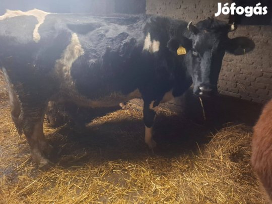 Eladó közelellős tehén!