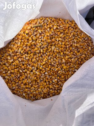 Eladó kukorica!