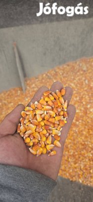 Eladó kukorica 