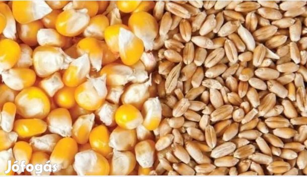 Eladó kukorica és búza!