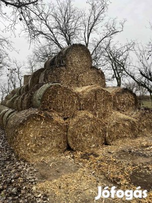 Elado kukorica szár