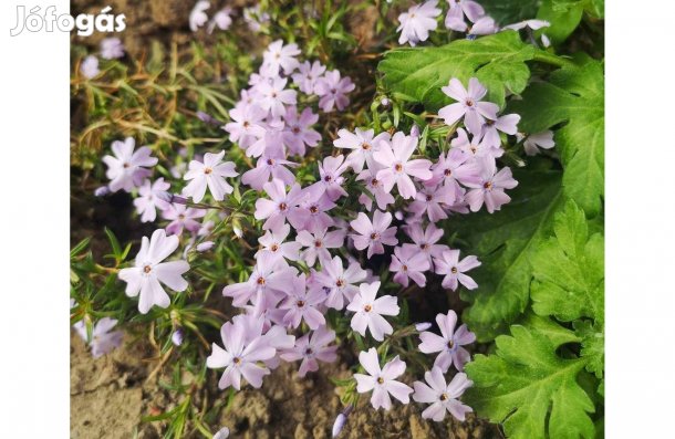 Eladó kúszó lángvirág