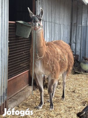 Eladó láma vagy csere 