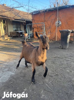 Eladó lány kecske