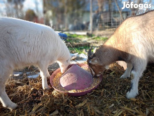 Eladó lány kecskék felszámolás miatt