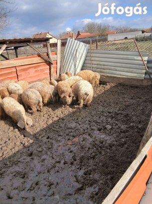 Eladó lapály kocától mangalica süldők!