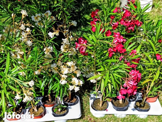 Eladó leanderek Péteriben. Szezon előtti kiarúsitas