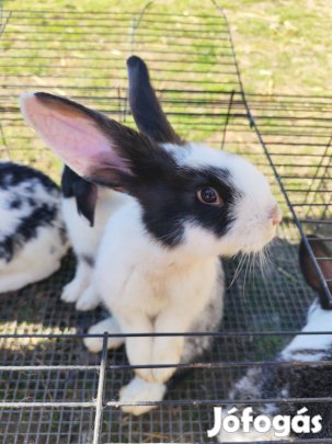 Eladó lepketarka nyulak