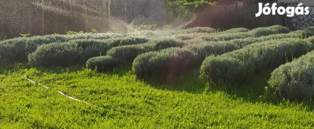Eladó levendula tövek
