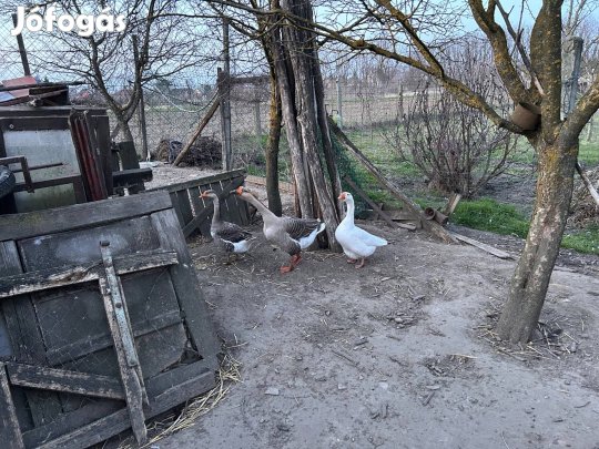 Eladó libák Besenyőd