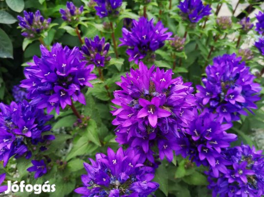 Eladó lila csomós harangvirág