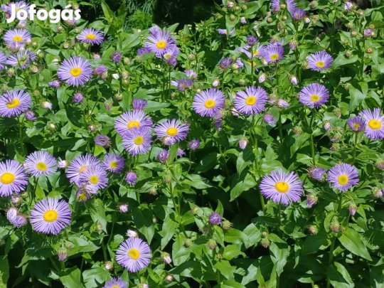 Eladó lila virágú őszirózsa pompás küllőrojt virág évelő növény