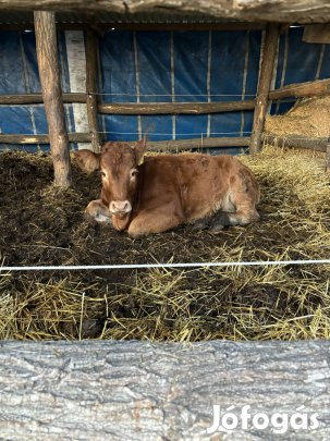 Eladó limousine üsző