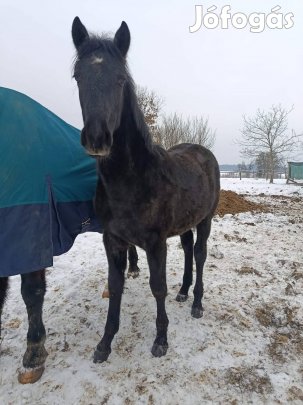 Eladó lipicai csikó