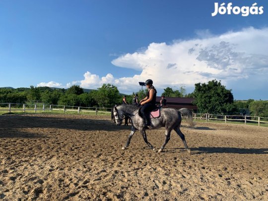Eladó ló Szentendrén