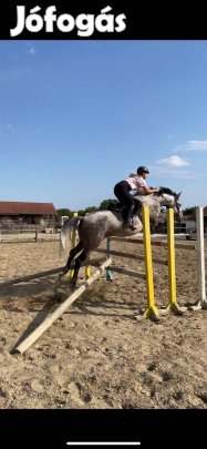 Eladó ló Szentendrén