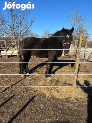 Eladó ló, kocsival és szerszámokkal!