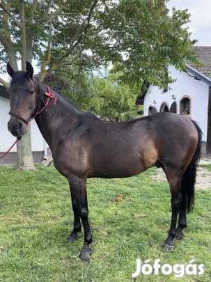 Eladó ló herélt 9 éves pej