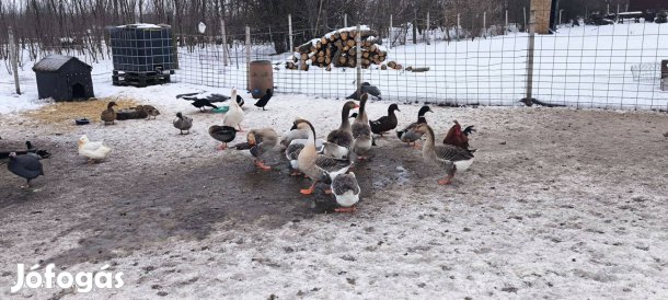 Eladó lúdak tovább tartásra, kifejlett szép egyedek