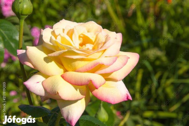 Eladó magastörzsű rózsa termelőtől