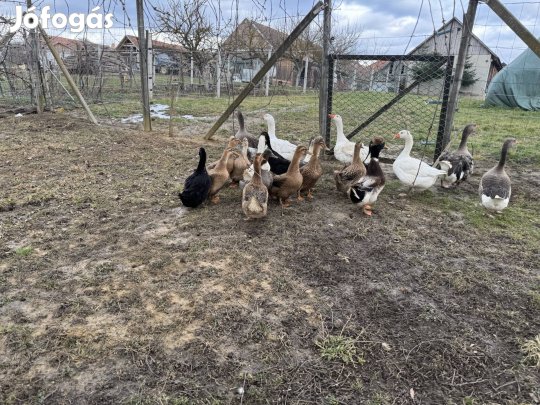 Eladó magyar búbos kacsa tojás 