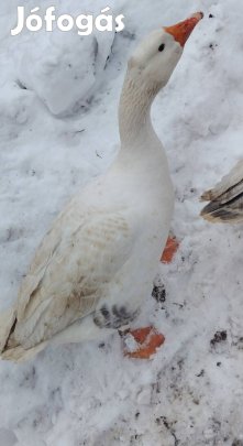 Eladó magyar fehér lúd 