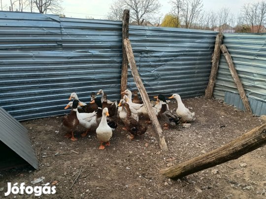 Eladó magyar kacsa 
