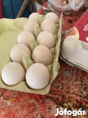 Eladó magyar kacsatojás!