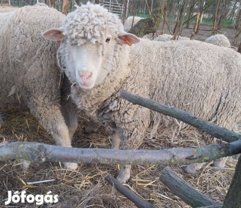 Eladó magyar merinó törzs anya juh