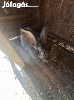 Eladó magyar óriás jellegű nyúl