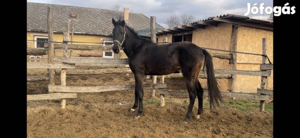Eladó magyar sportló kanca