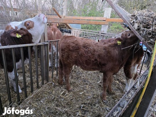 Elado magyartaka bikák kb-300kg-osak.