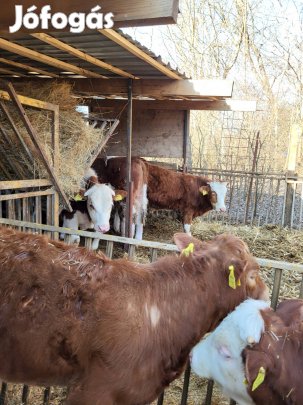 Eladó magyartarka bikák.5db 1db limuzin üsző