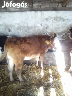 Eladó magyartarka üsző iregszemcse