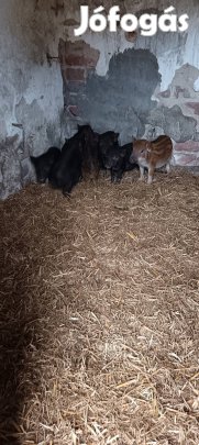 Eladó malac,Duroc csungőhasú keverék 