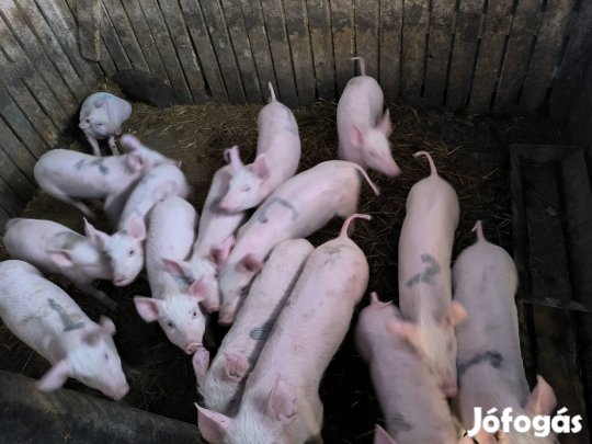 Eladó malac 