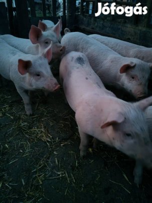 Eladó malac 