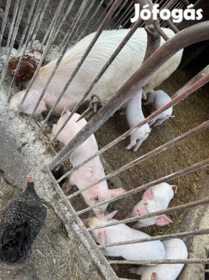 Eladó malac és kocák