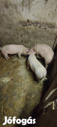 Eladó malac süldő vagy csere borjú ra
