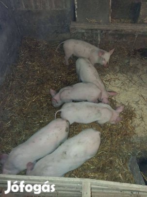 Elado malac vagy csere