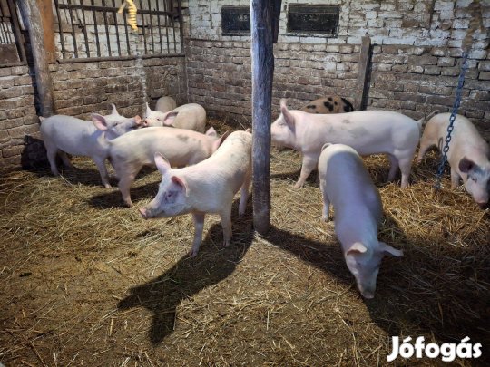 Eladó malacok 1000 ft/ kg