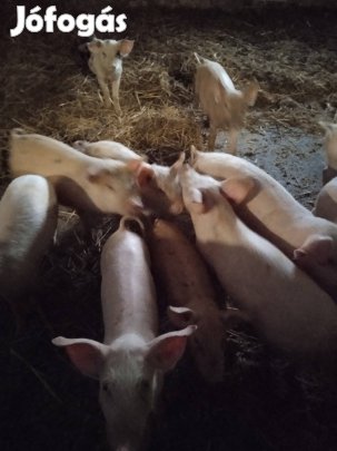 Eladó malacok 15-20 kg
