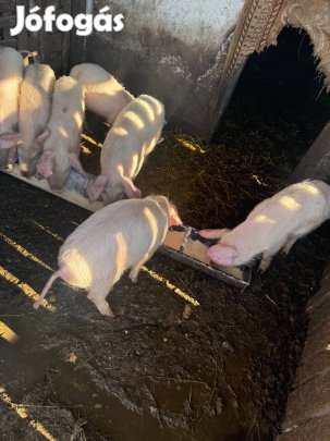 Eladó malacok