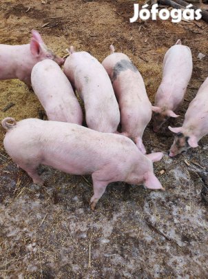 Eladó malacok