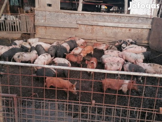 Eladó malacok