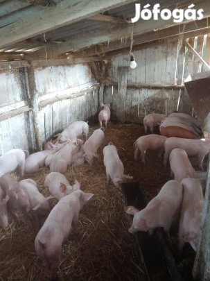 Eladó malacok